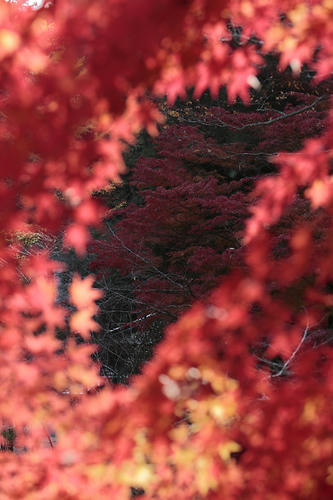 _MG_5525.jpg