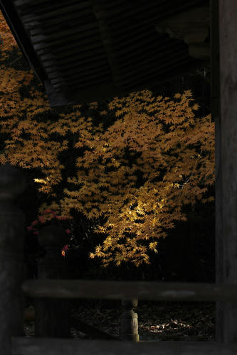 _MG_5505.jpg