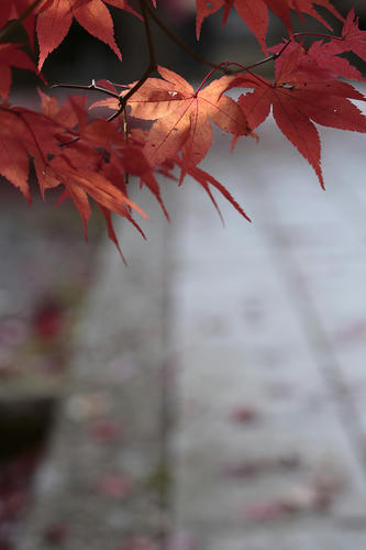 _MG_5446.jpg