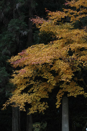 _MG_5489.jpg