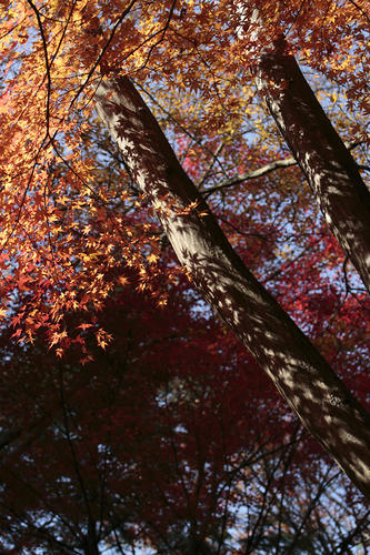 _MG_5536.jpg