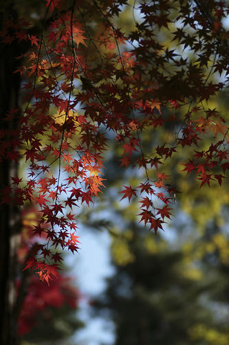_MG_5748.jpg
