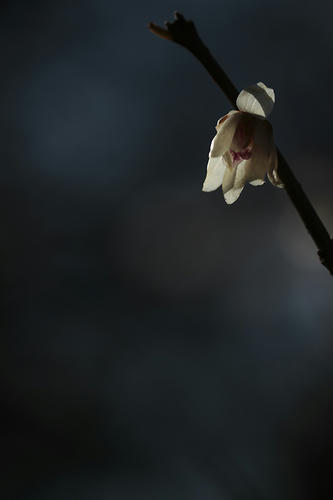 _MG_5905.jpg