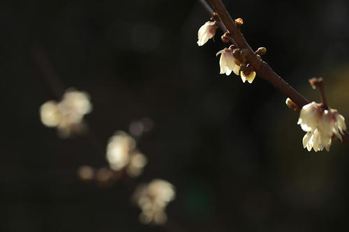 _MG_5903.jpg