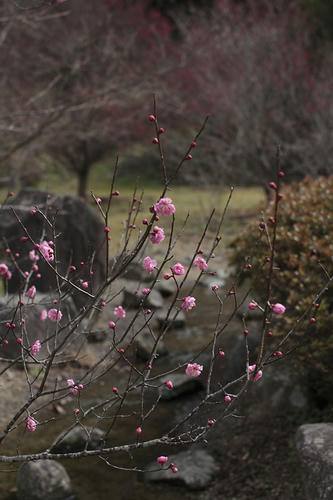 _MG_6123.jpg