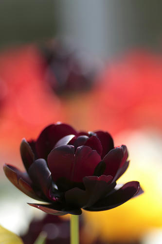 _MG_6659.jpg