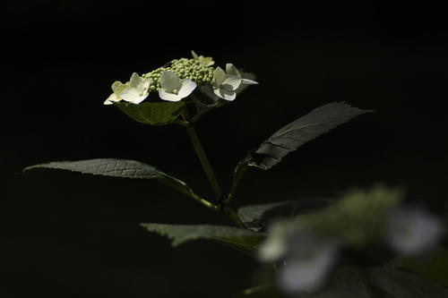 _MG_6989.jpg