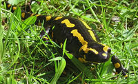 feuersalamander