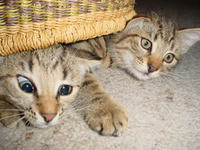 katze_imkorb-03.jpg