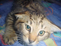 katze_unterforie.jpg