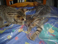 katze_unterforie-01.jpg