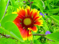 Gartenblumen