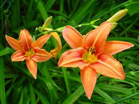 Gartenblumen
