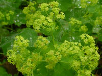 Gartenblumen