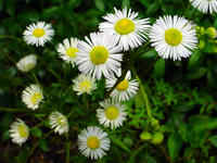 Gartenblumen