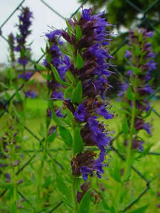 Gartenblumen
