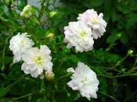 Gartenblumen