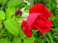 Gartenblumen