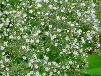 Gartenblumen