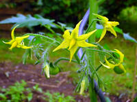 Gartenblumen