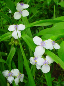Gartenblumen