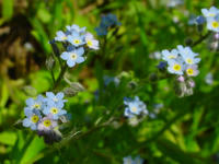 Gartenblumen