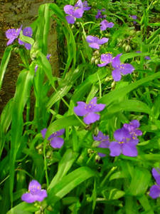 Gartenblumen