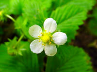 Gartenblumen