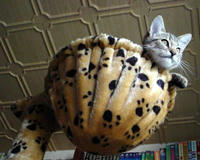 katzenbaum-02.jpg