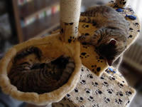 katzenbaum-01.jpg