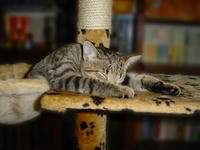 mulde_katze-03.jpg