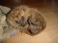 igel-1.jpg