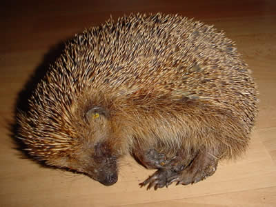 Igel