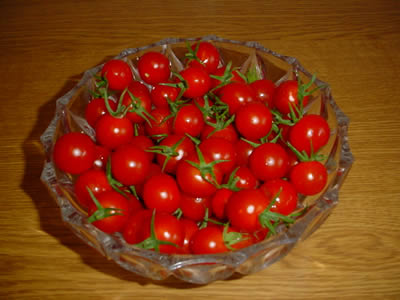 トマト豊作
