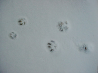 雪猫足跡