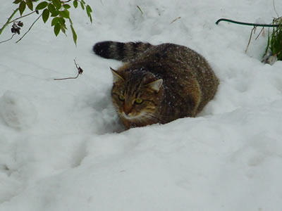 雪の中のキキ