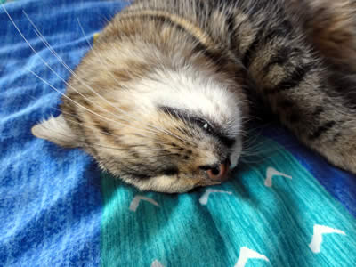 キキ 口が開きそう