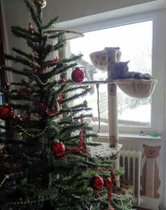 weihnachtsbaum-2010.jpg