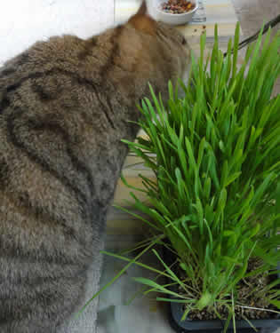 猫のクリスマスのお食事