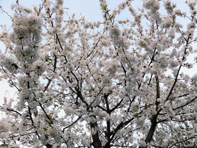 桜　2011