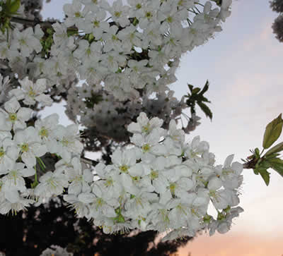 桜 2011