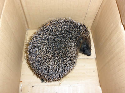 ハリネズミ 2011