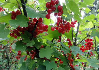 2011_johanisbeeren.jpg