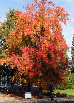 Amerikanischer Amberbaum