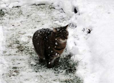 雪の中のキキ