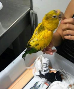 密輸品　鳥