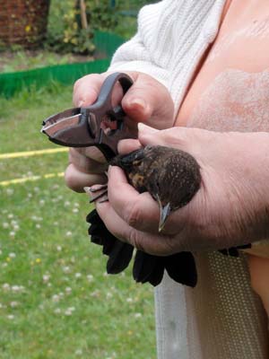 ネットに引っかかった鳥