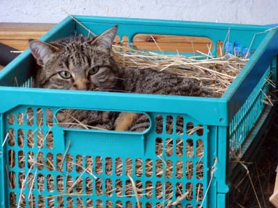 猫用の藁の巣