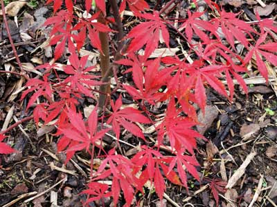紅葉した庭のモミジ