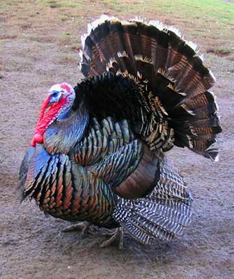 Male Turkey